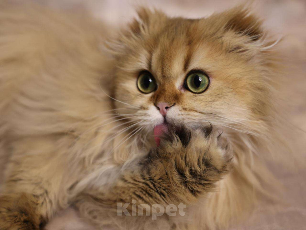 Кошки в Москве: Шотландский вислоухий длинношёрстный котёнок Мальчик, 60 000 руб. - фото 4