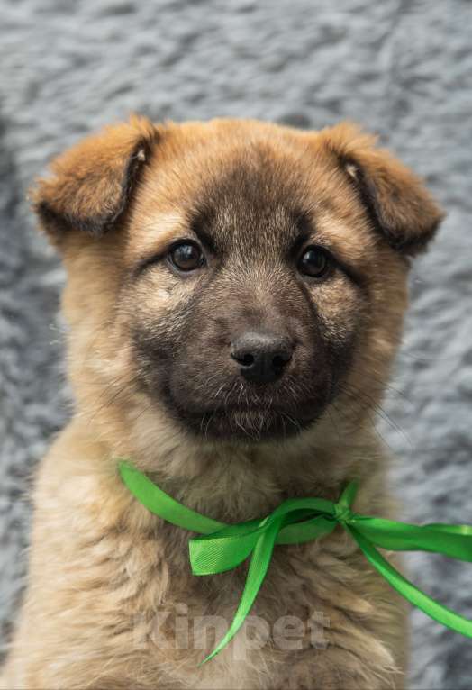 Собаки в Подольске: Алисе нужен дом  Девочка, Бесплатно - фото 5