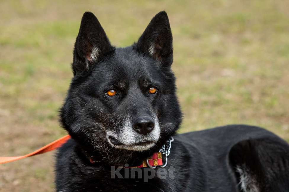 Собаки в Москве: Кама Девочка, Бесплатно - фото 24
