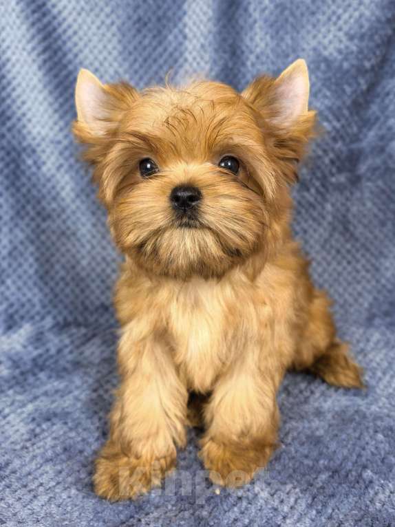 Собаки в Москве: Русская салонная собака Мальчик, 50 руб. - фото 1