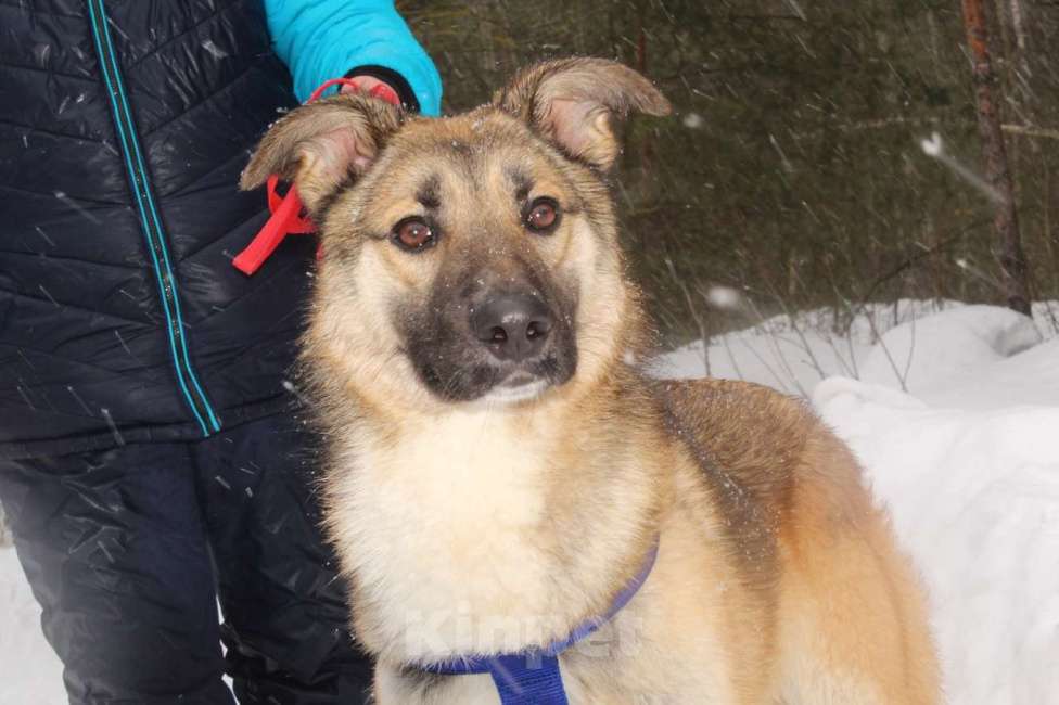 Собаки в Москве: Харви метис лайки пропадает в приюте Мальчик, 10 руб. - фото 5