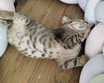 Кошки в Раменском: Котёнок  очень милый Кола Девочка, Бесплатно - фото 4