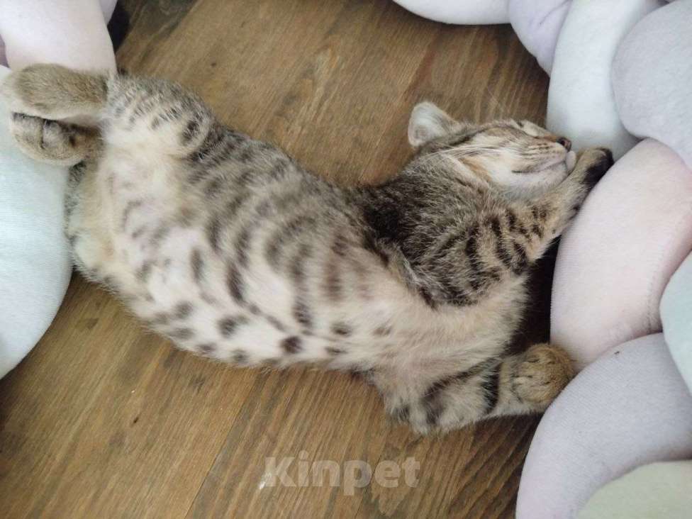 Кошки в Раменском: Котёнок  очень милый Кола Девочка, Бесплатно - фото 4