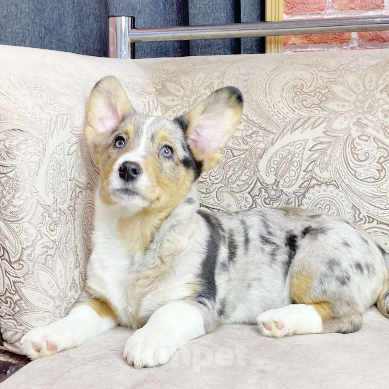 Собаки в Москве: Щенки вельш-корги кардиган Девочка, 40 000 руб. - фото 1