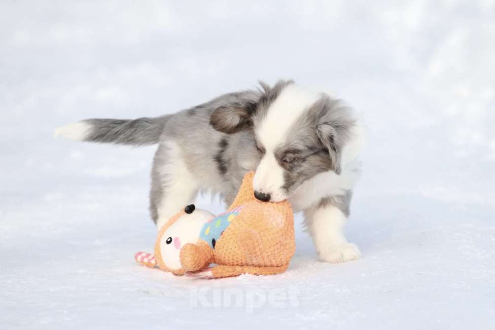 Собаки в Москве: Вельш корги кардиган -мальчик Мальчик, 60 000 руб. - фото 3