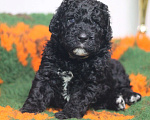 Собаки в Санкт-Петербурге: Испанская Водяная Щенок Мальчик, 200 000 руб. - фото 2