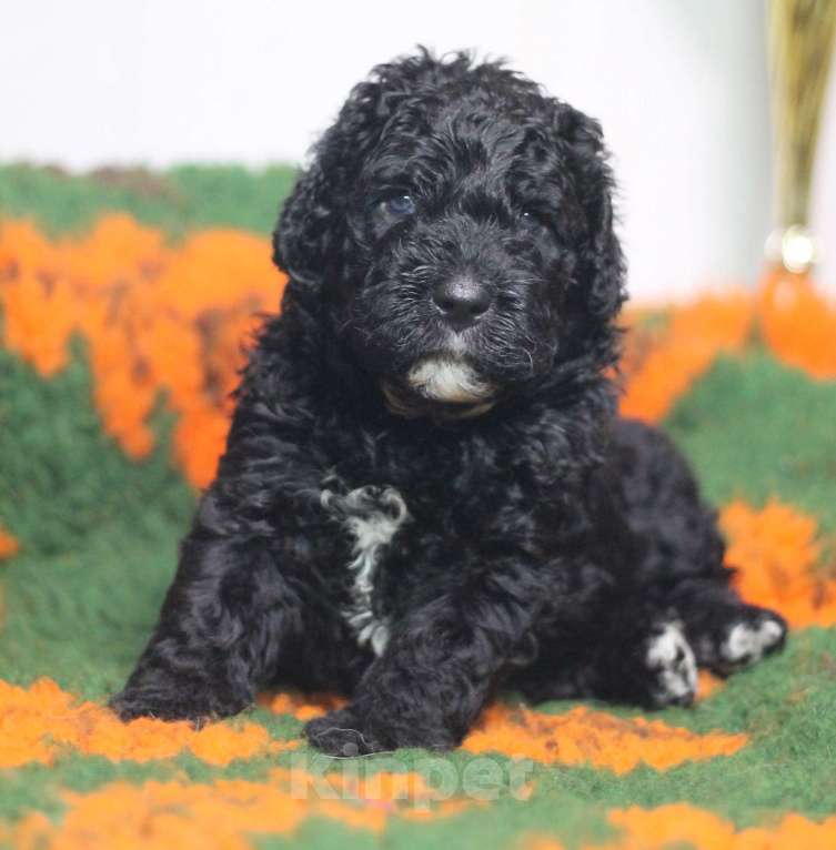 Собаки в Санкт-Петербурге: Испанская Водяная Щенок Мальчик, 200 000 руб. - фото 2