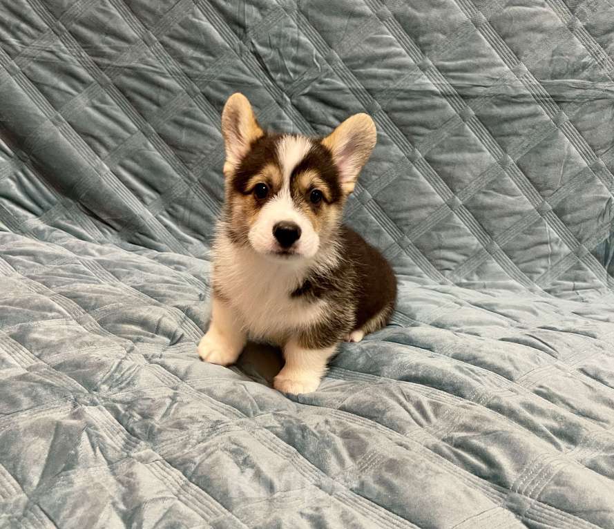 Собаки в других городах Московской области: Мальчик 4 Мальчик, 50 000 руб. - фото 2