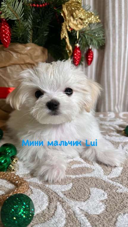 Собаки в Москве: Lilianna Девочка, 85 000 руб. - фото 3