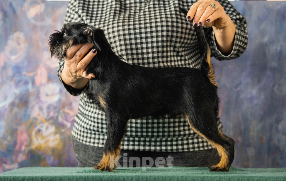 Собаки в Калининграде: Мальчик 2 Мальчик, 50 000 руб. - фото 2