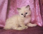 Кошки в Краснодаре: Невские маскарадные котята кошечка кот Девочка, 23 000 руб. - фото 5