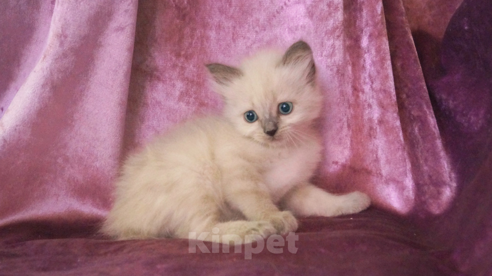 Кошки в Краснодаре: Невские маскарадные котята кошечка кот Девочка, 23 000 руб. - фото 5