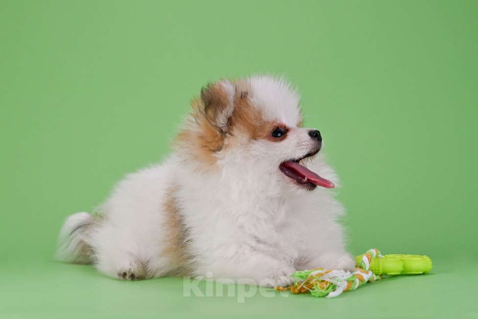 Собаки в Ростове-на-Дону: Продается мальчик померанского щпица от высокопородных родителей. Мальчик, 35 000 руб. - фото 5