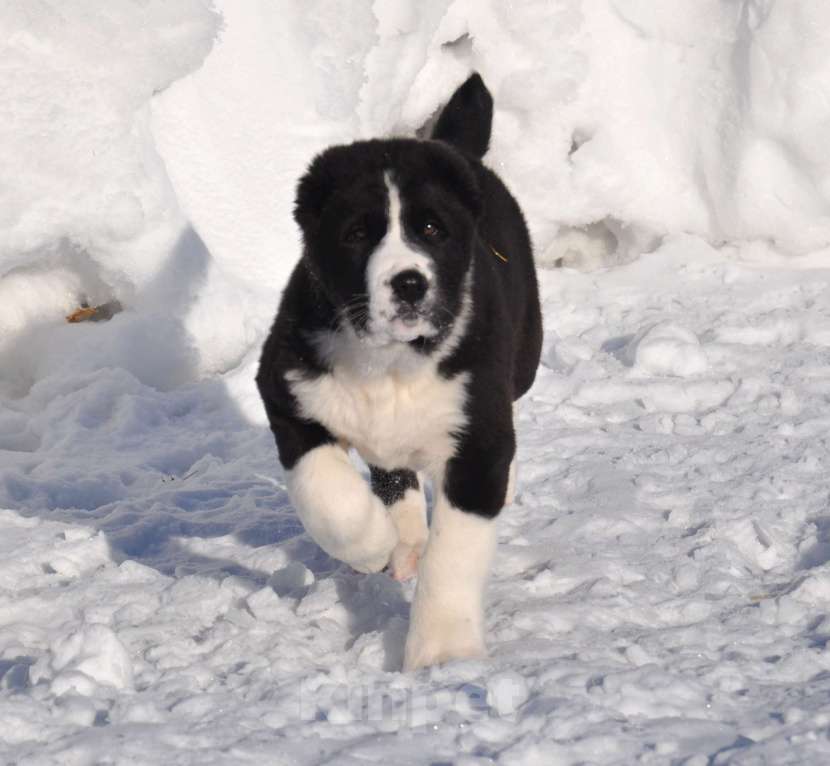 Собаки в Новосибирске: Щенки среднеазиатской овчарки Разнополые, Бесплатно - фото 3