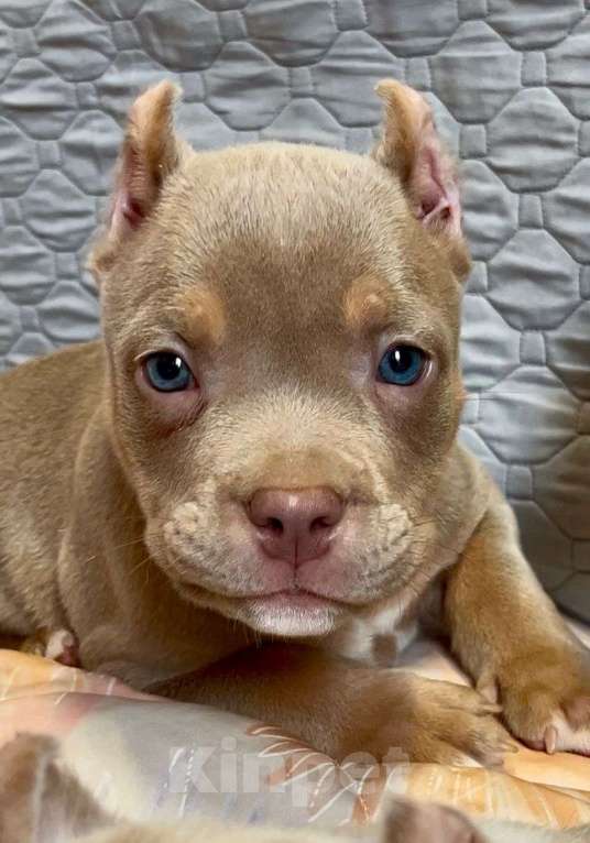 Собаки в Санкт-Петербурге: Американский Булли Мальчик, 65 000 руб. - фото 5