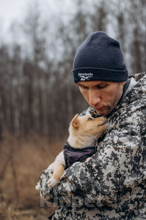 Собаки в Москве: Щенок в добрые руки Мальчик, Бесплатно - фото 10