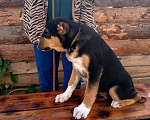 Собаки в Бийске: Кобель САО, чёрно-подпалого окраса, 3 мес. Мальчик, 10 000 руб. - фото 7