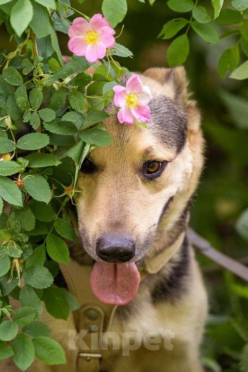 Собаки в Москве: Барри ищет своего человека! Мальчик, Бесплатно - фото 2