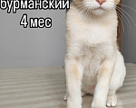 Кошки в Красноярске: Бурманский котенок Мальчик, 35 000 руб. - фото 1