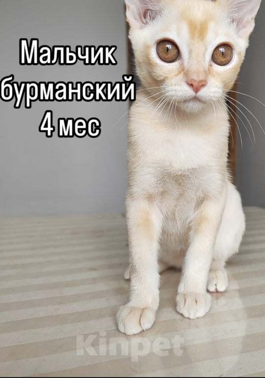 Кошки в Красноярске: Бурманский котенок Мальчик, 35 000 руб. - фото 1