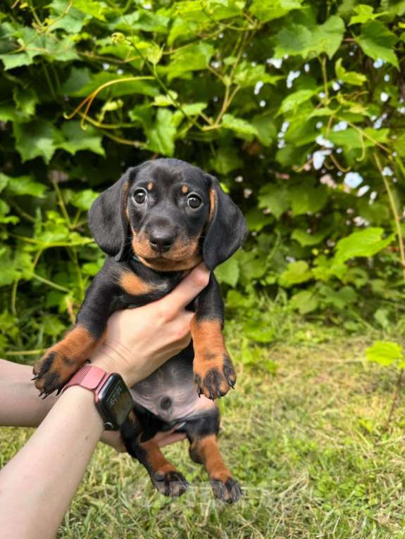 Собаки в Москве: Малышарики  Мальчик, 25 000 руб. - фото 5