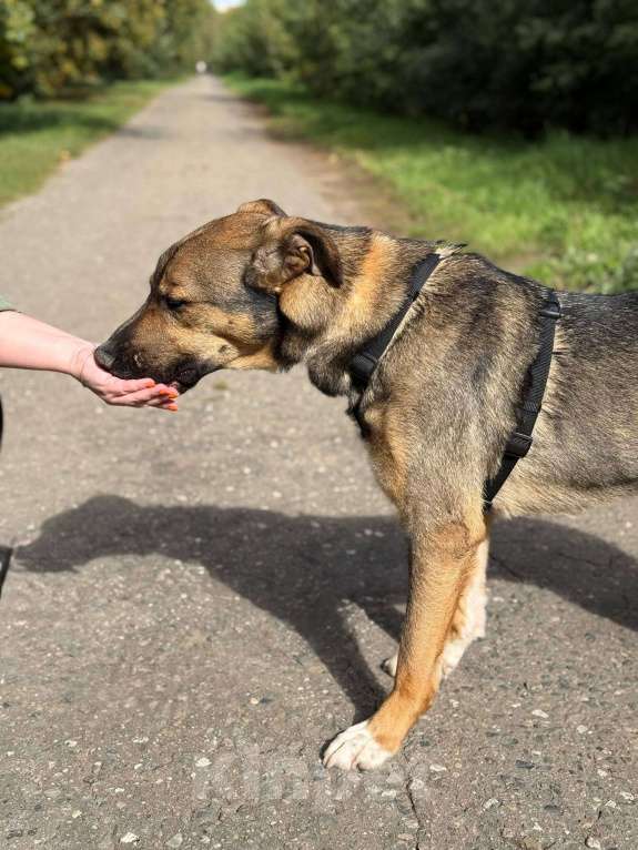 Собаки в Москве: Харви Мальчик, Бесплатно - фото 6