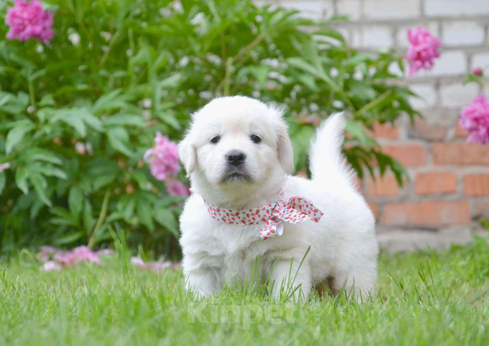 Собаки в Москве: Щенки золотистого ретривера. Девочка, 70 000 руб. - фото 2