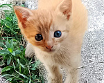 Кошки в Волгограде: В добрые руки рыжие котята Девочка, Бесплатно - фото 1