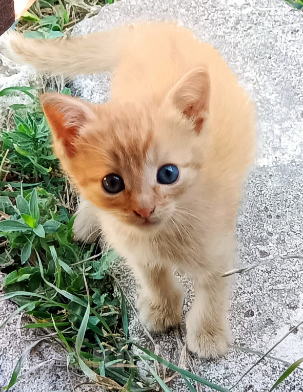 Кошки в Волгограде: В добрые руки рыжие котята Девочка, Бесплатно - фото 1