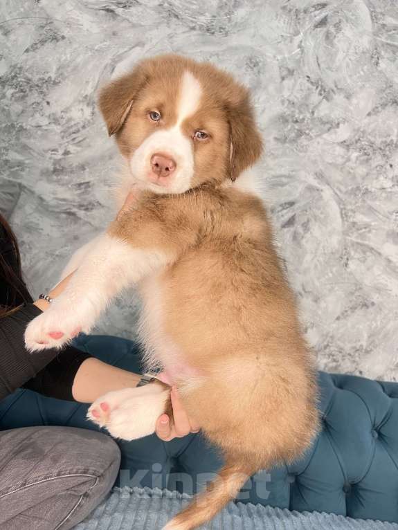 Собаки в Ростове-на-Дону: Щенки Мальчик, 60 000 руб. - фото 4