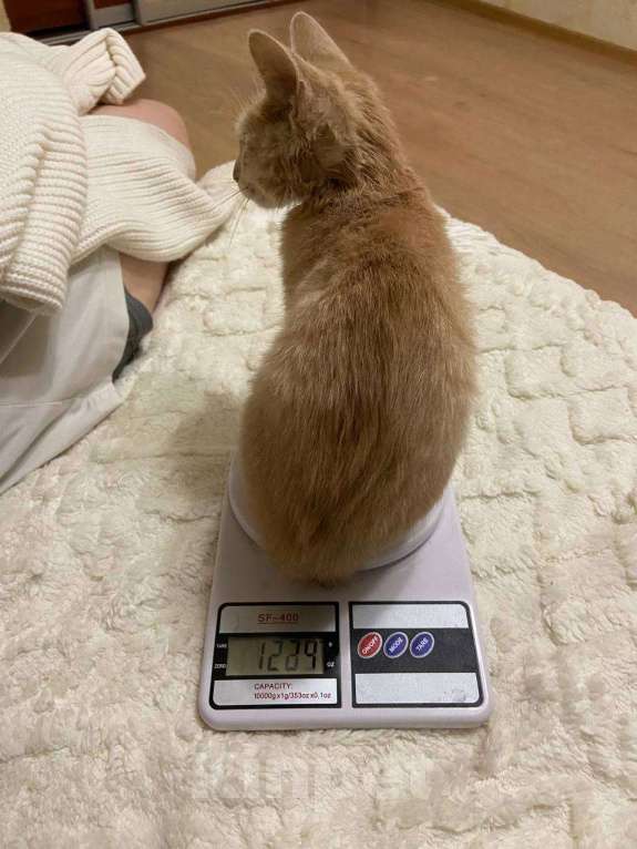 Кошки в Самаре: Котенок в добрые руки Мальчик, Бесплатно - фото 1
