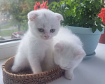 Кошки в Тюмени: Продам котят-британцев Девочка, 5 000 руб. - фото 5
