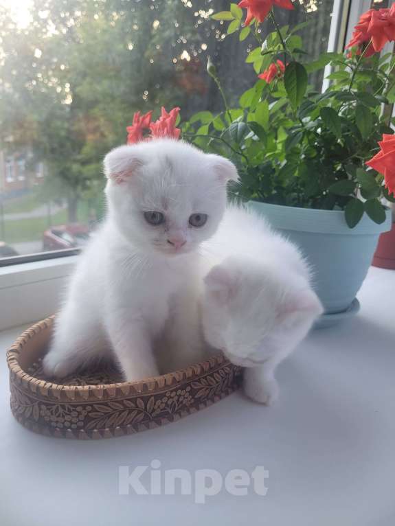 Кошки в Тюмени: Продам котят-британцев Девочка, 5 000 руб. - фото 5