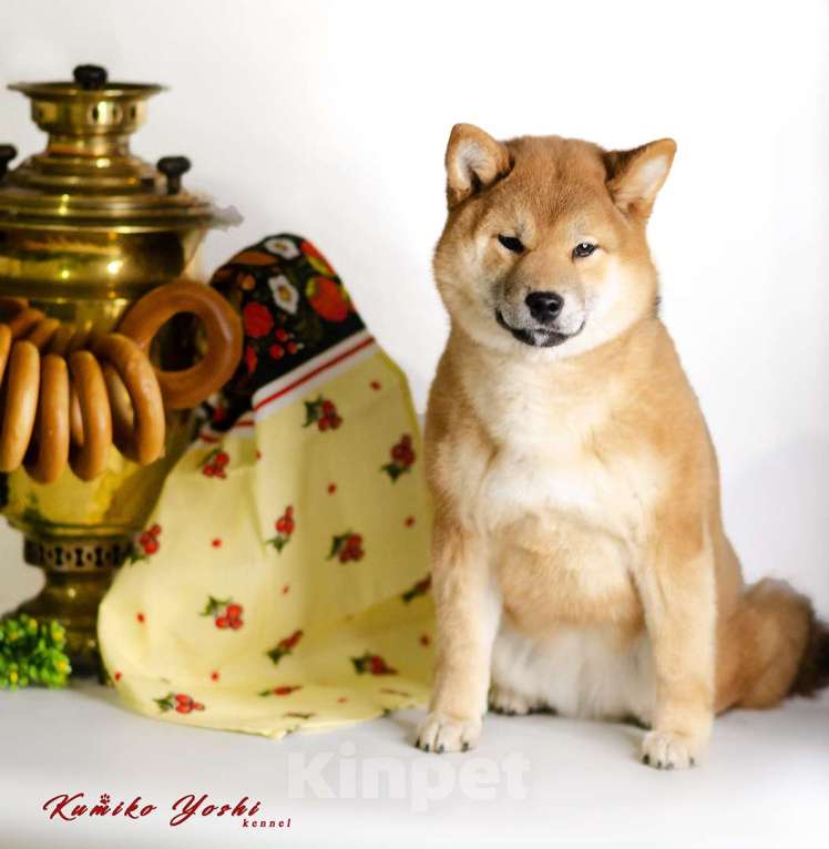 Собаки в Владимире: Сиба ину шиба ину девочка РКФ Девочка, 75 000 руб. - фото 3