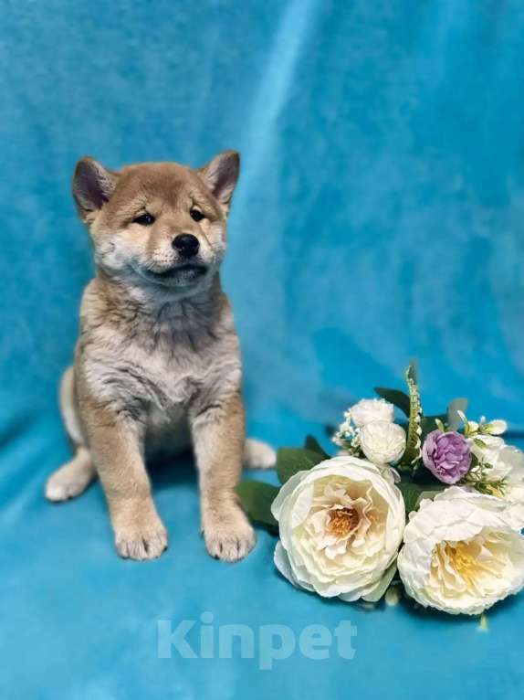 Собаки в Электрогорске: Щенки Сиба Ину Мальчик, 45 000 руб. - фото 9