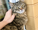 Кошки в Москве: Пушистый котик Цезарь в добрые руки  Мальчик, Бесплатно - фото 7