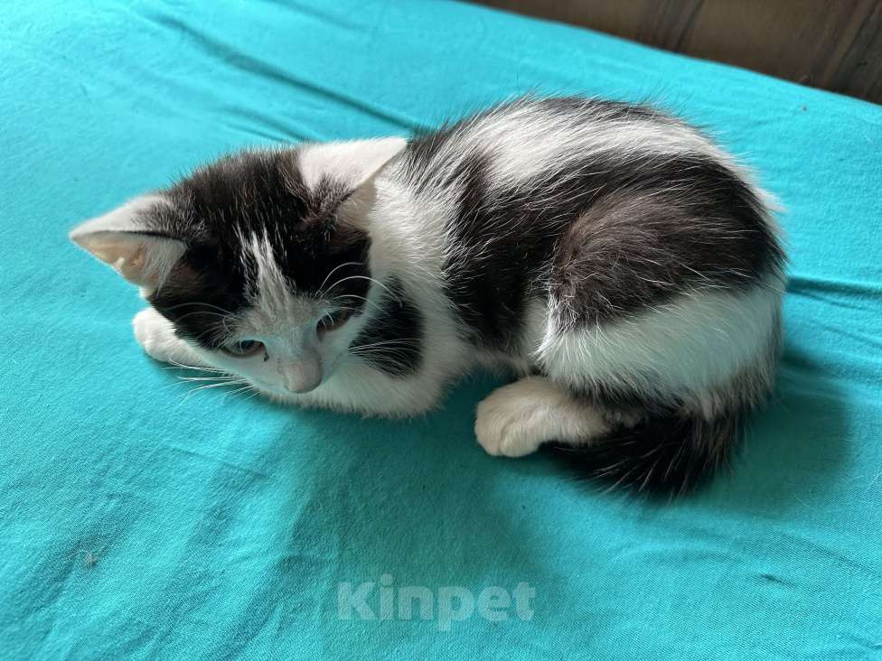 Кошки в Санкт-Петербурге: Котенок мальчик Мальчик, Бесплатно - фото 3