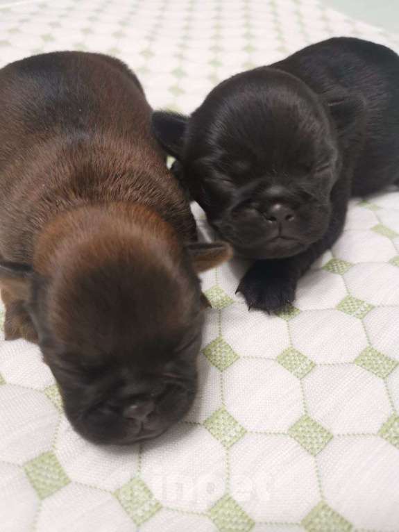 Собаки в Ярославле: Пти брабансон Девочка, 30 000 руб. - фото 3