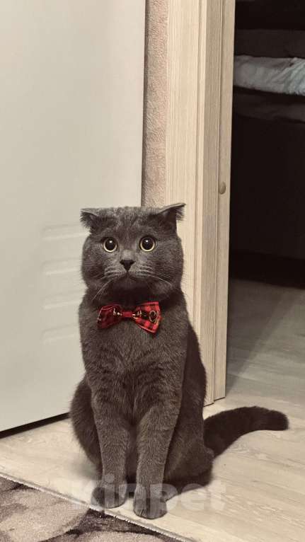 Кошки в Волгограде: Вязка, Ищем невесту🥹 Мальчик, Бесплатно - фото 2