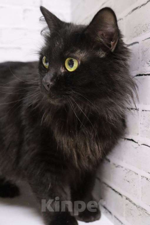 Кошки в Люберцах: Ищет дом очаровательная кошечка Чернышка Девочка, Бесплатно - фото 1