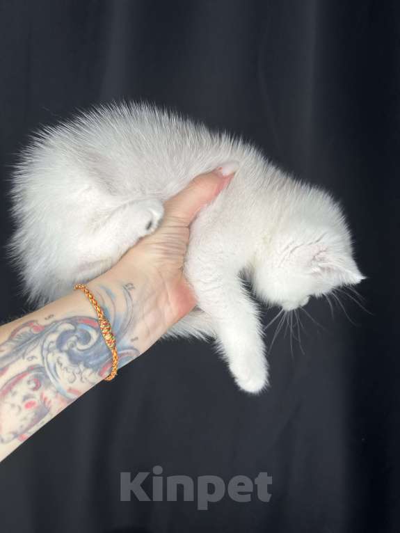 Кошки в Балашихе: Котик британец - Шиншилла серебристый  ns 11 Мальчик, 16 000 руб. - фото 2