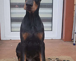 Собаки в Ейске: Щенок добермана Мальчик, 50 000 руб. - фото 2