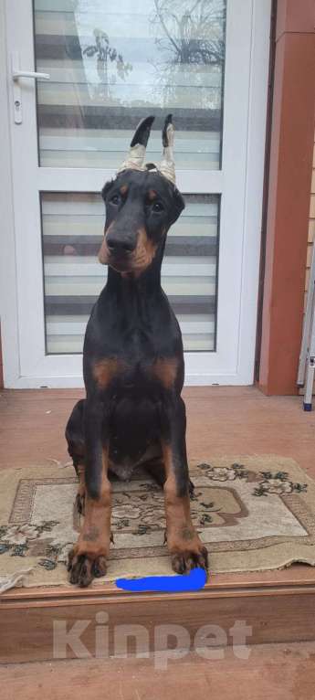 Собаки в Ейске: Щенок добермана Мальчик, 50 000 руб. - фото 2