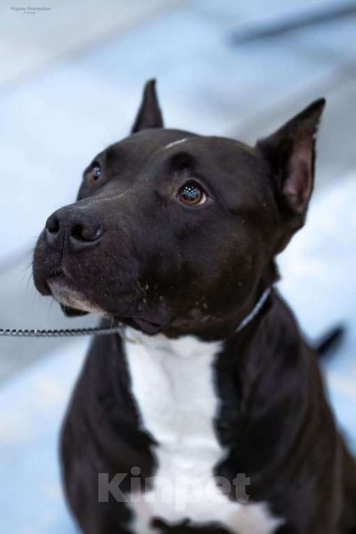 Собаки в Санкт-Петербурге: Щенки - Прайтер Девочка, 65 000 руб. - фото 6