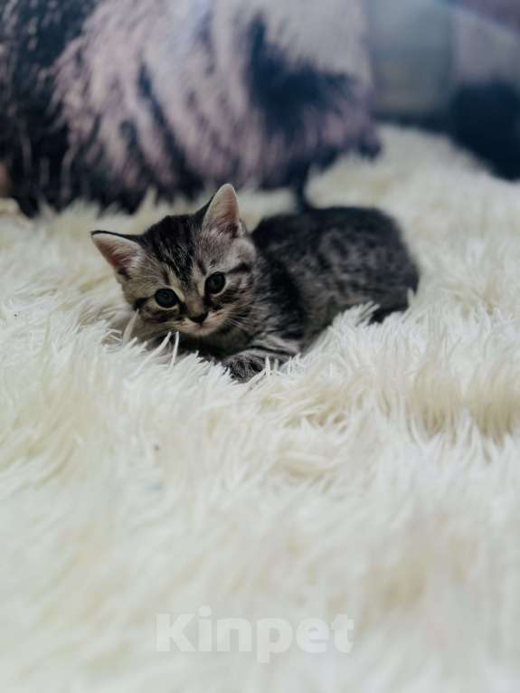 Кошки в Санкт-Петербурге: Шотландский котенок продажа Мальчик, 15 000 руб. - фото 4