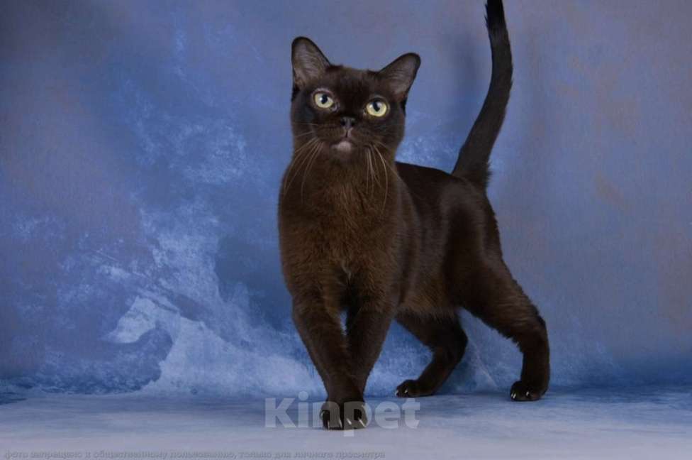 Кошки в Ростове-на-Дону: Американская Бурма  Девочка, 12 000 руб. - фото 3