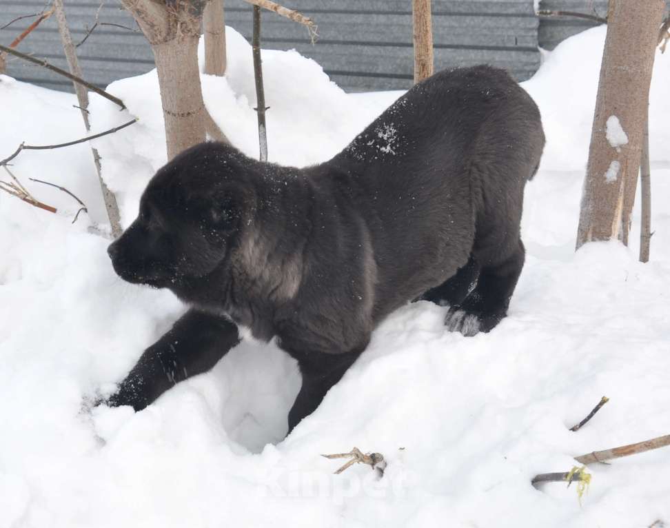 Собаки в Новосибирске: Щенок алабая (среднеазиатской овчарки) Девочка, Бесплатно - фото 3