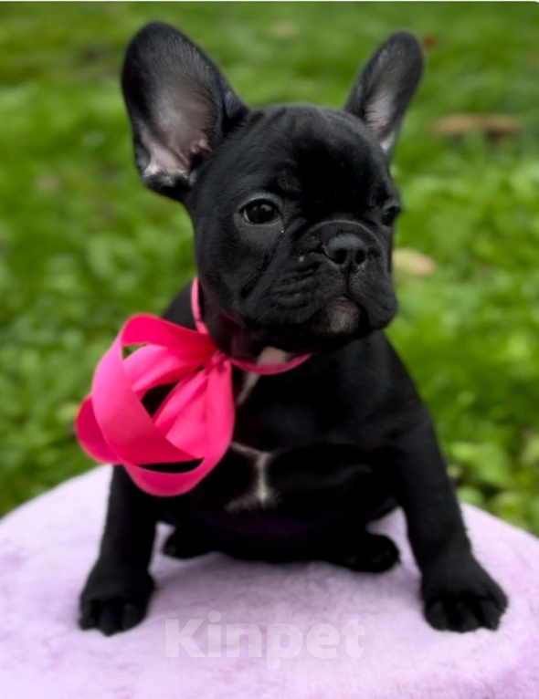 Собаки в Калининграде: Шоколадная девочка французского бульдога Девочка, 50 000 руб. - фото 3