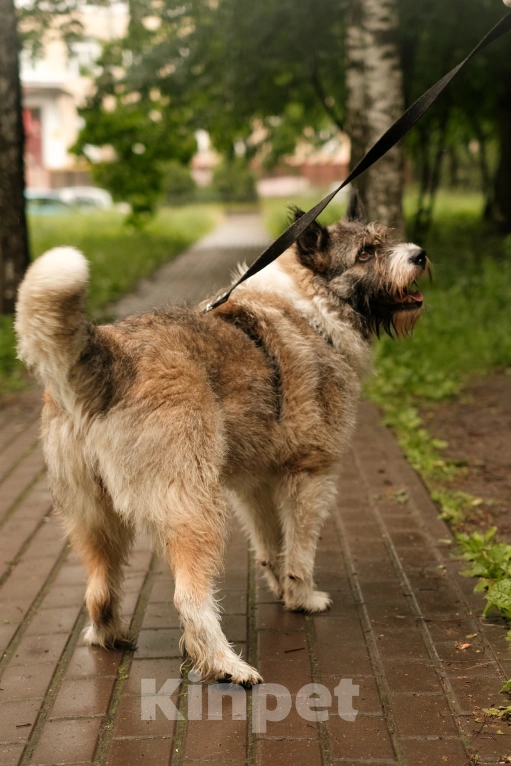 Собаки в Санкт-Петербурге: Элис из приюта в добрые руки Девочка, Бесплатно - фото 10