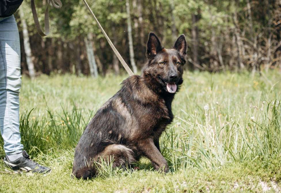 Собаки в Москве: В добрые руки! Мальчик, Бесплатно - фото 5